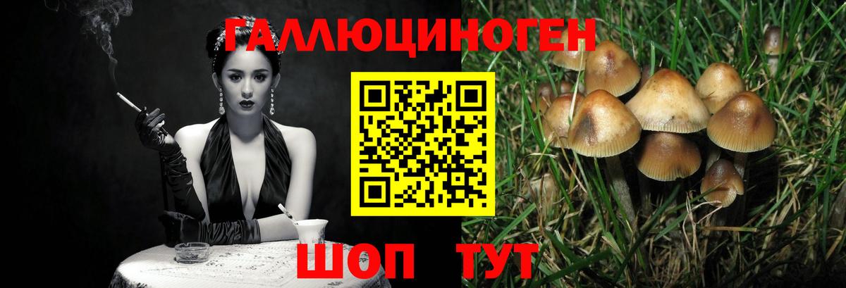 Галлюциногенные грибы мицелий  Камышлов  где купить   Псилоцибиновые грибы MAGIC MUSHROOMS 